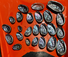 Haliotis tuberculata