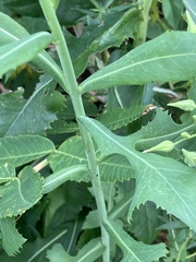 Lactuca canadensis