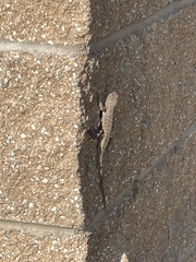 Sceloporus tristichus