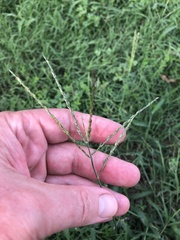 Digitaria ciliaris