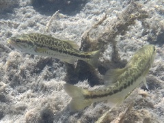 Micropterus floridanus