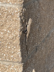 Sceloporus tristichus