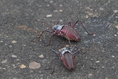 Acanthoplus discoidalis