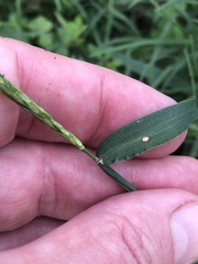 Digitaria ciliaris
