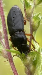 Harpalus