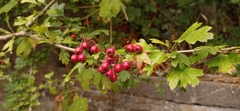 Crataegus monogyna