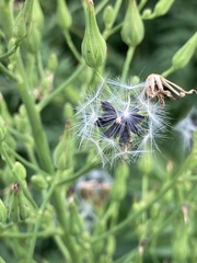 Lactuca canadensis