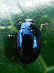 Phaedon armoraciae