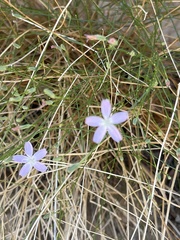 Stephanomeria exigua