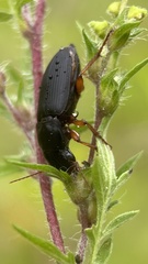 Harpalus