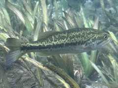 Micropterus floridanus