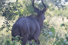Tragelaphus angasii