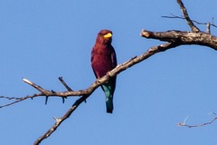 Eurystomus glaucurus suahelicus