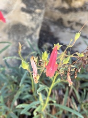 Penstemon rostriflorus