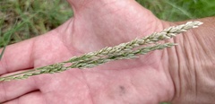 Tridens albescens