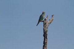 Coracias garrulus garrulus