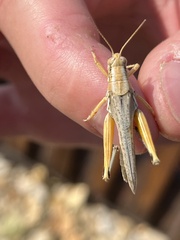 Melanoplus packardii