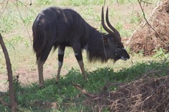 Tragelaphus angasii