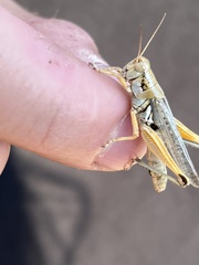 Melanoplus packardii