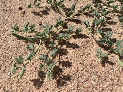 Dalea lanata