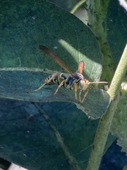 Polistes aurifer