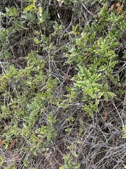 Osteomeles anthyllidifolia
