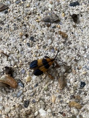 Calopteron