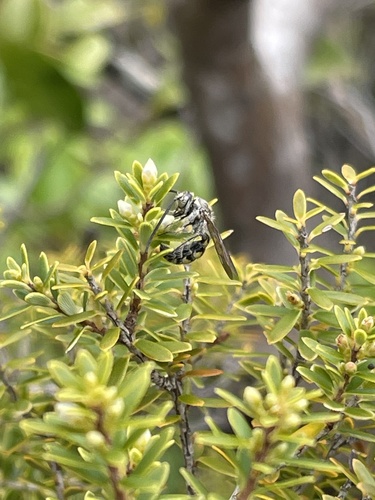 Micromeriella marginella, 2022-09-03