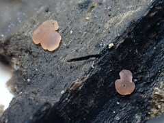 Orbilia luteorubella