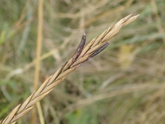 Claviceps purpurea