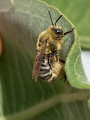 Melissodes trinodis