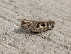 Encoptolophus costalis