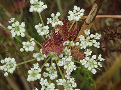 Selinum carvifolia