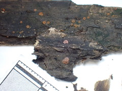 Orbilia luteorubella