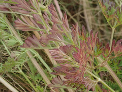 Selinum carvifolia