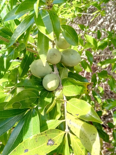 Black Monkey Orange