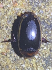 Hydaticus bimarginatus