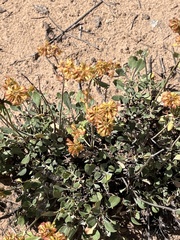 Eriogonum umbellatum