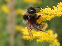 Bombus rupestris
