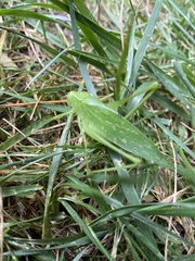 Amblycorypha oblongifolia
