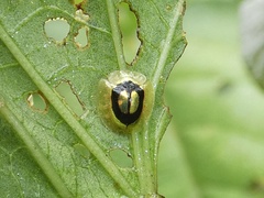 Charidotella ambita