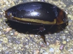 Hydaticus bimarginatus