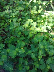 Phyllanthus urinaria