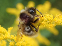 Bombus rupestris