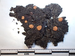 Pulvinula laeterubra