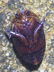 Hydaticus bimarginatus