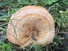 Lactarius deterrimus