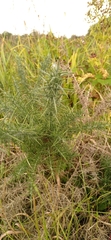 Ulex europaeus