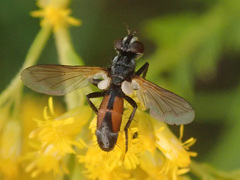 Cylindromyia intermedia