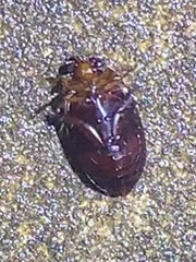 Hydaticus bimarginatus